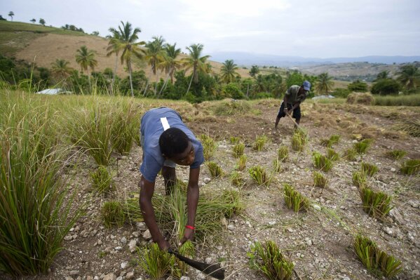 Haitian vetiver online perfume